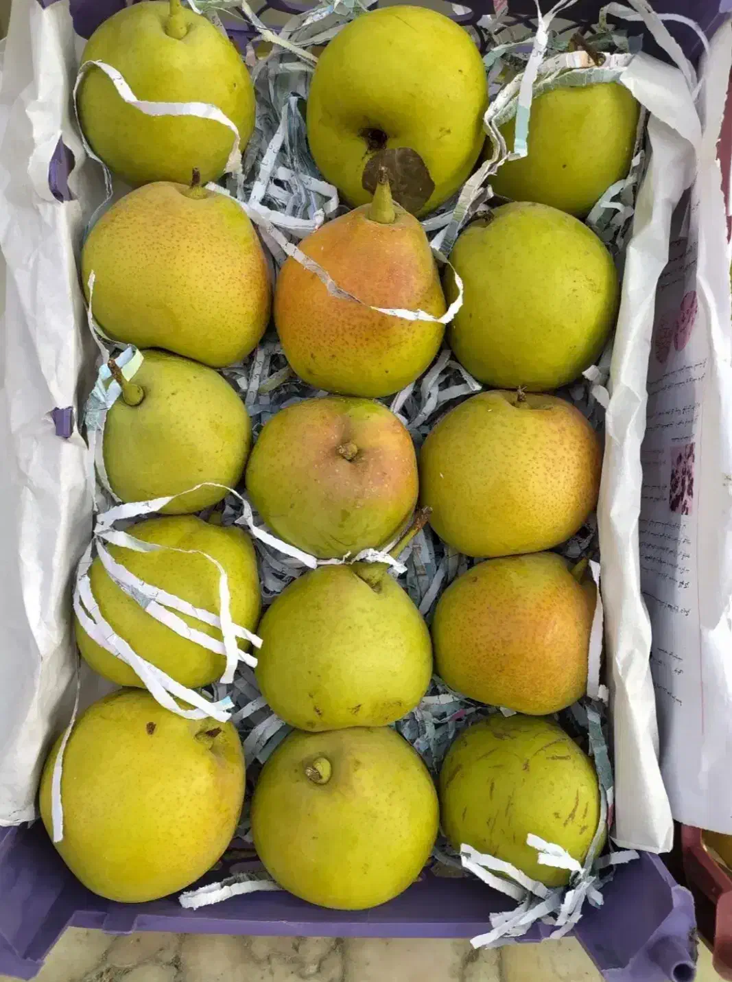 گلابی آب دندون|خوردنی و آشامیدنی|تهران, شهرک چیتگر|دیوار