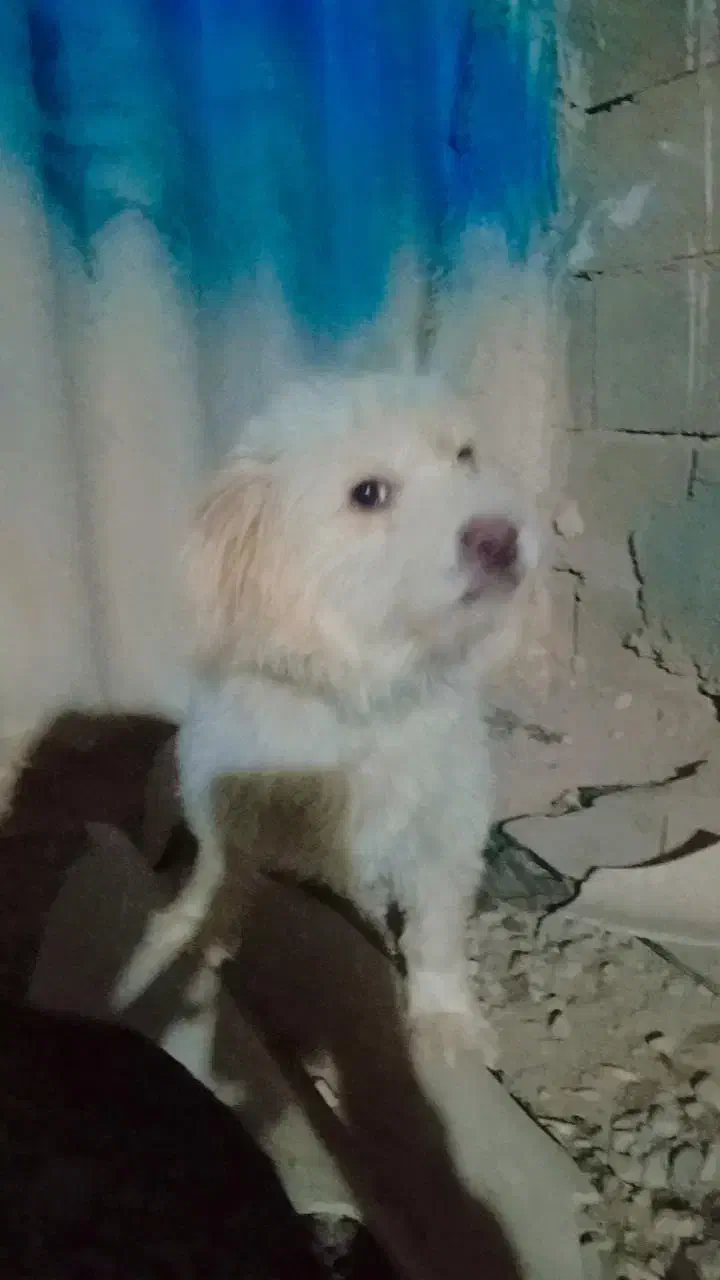 سگ پاکوتاه حرف گوش کن 2عدد|سگ|سمنان, |دیوار