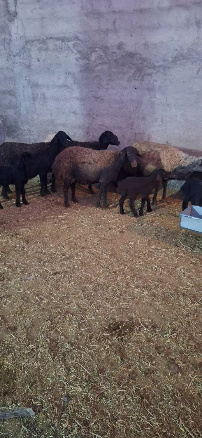 ۶راس میش و بره|حیوانات مزرعه|قیدار, |دیوار