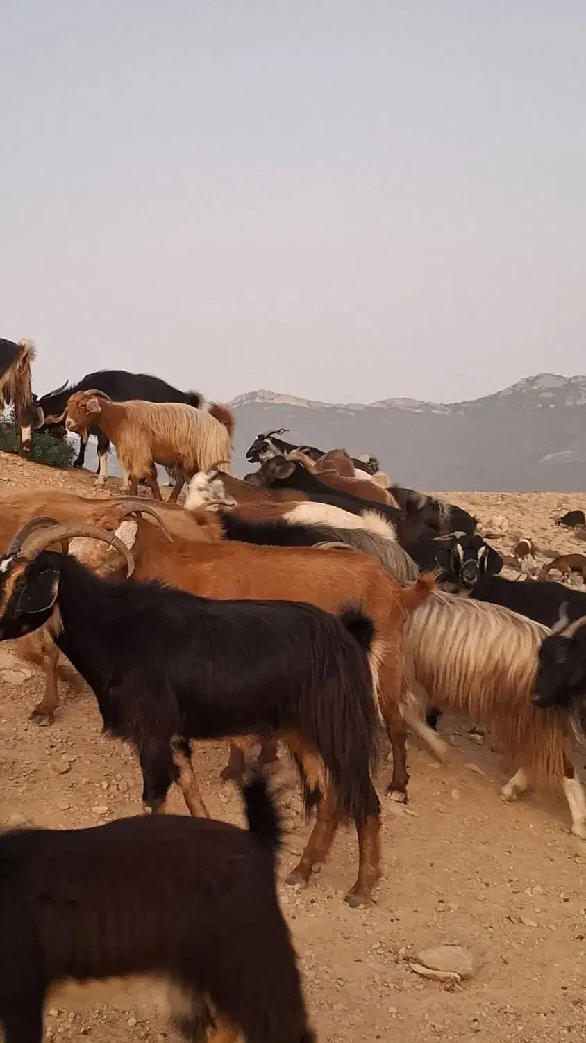 بز دورگه پاکستانی محلی|حیوانات مزرعه|کیاسر, |دیوار
