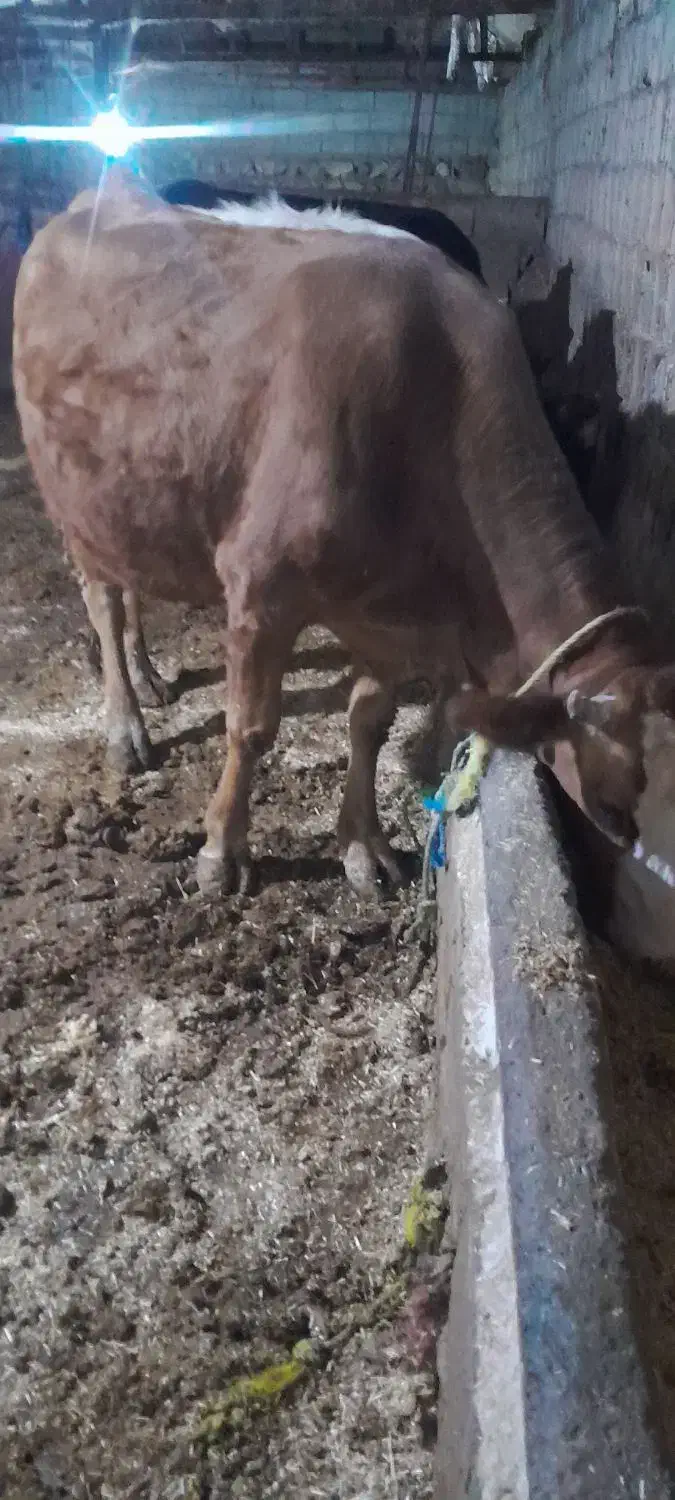 گاوه شیری|حیوانات مزرعه|مشگین شهر, |دیوار