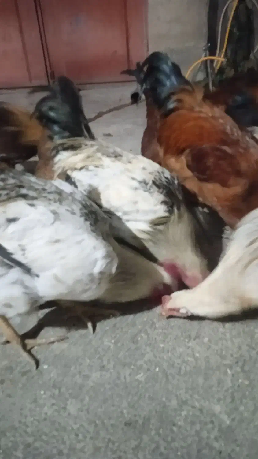 خروس محلی|حیوانات مزرعه|پیر سلیمان, |دیوار