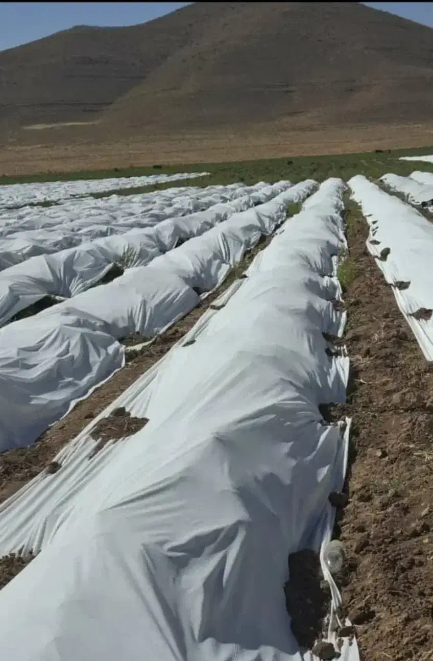 کاور محصولات صیفی|خدمات باغبانی و درختکاری|برازجان, |دیوار