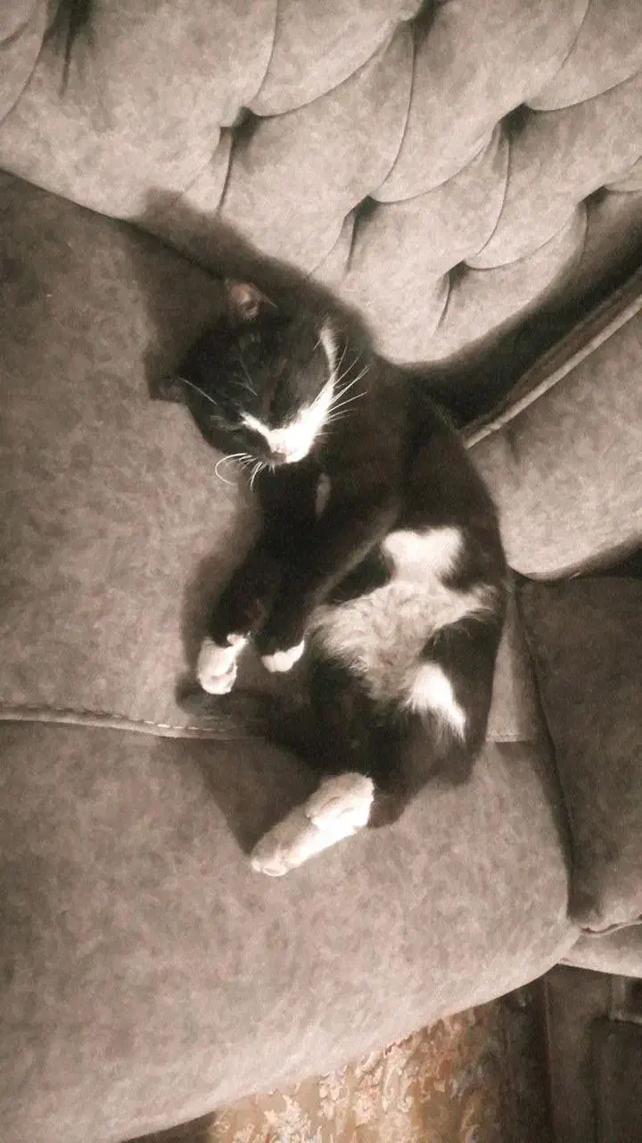 گربه خانگی|گربه|شیروان (خراسان), |دیوار