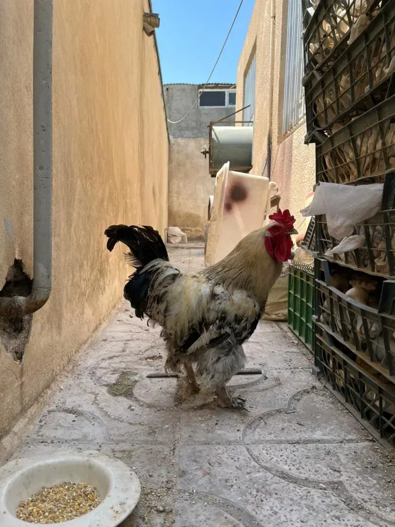 خروس امپراطور درجه ۱|حیوانات مزرعه|محمدشهر, ولدآباد|دیوار