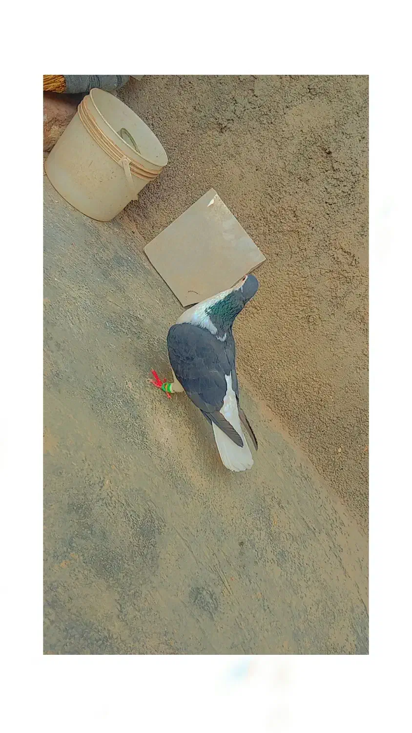 کفتر|پرنده|سربیشه, |دیوار