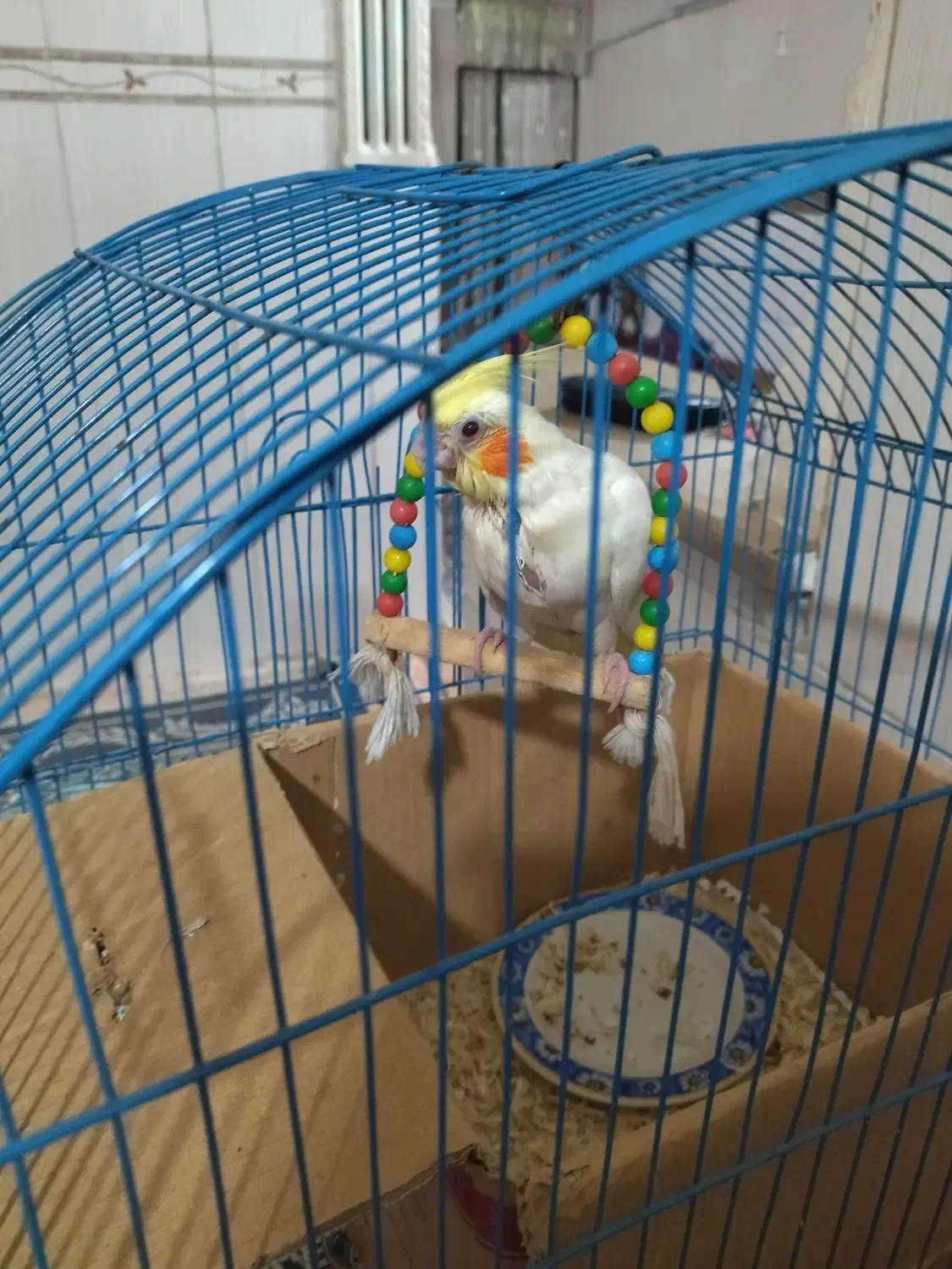 عروس هلندی|حیوانات|بندرعباس, |دیوار