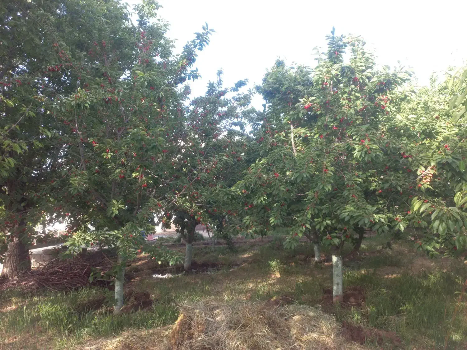 باغ|فروش زمین و ملک کلنگی|سنقر, |دیوار