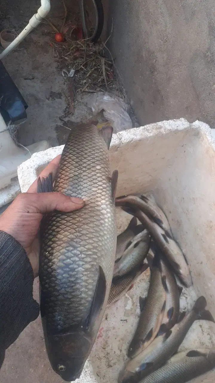 ماهی رودخانه|ماهی|سقز, |دیوار