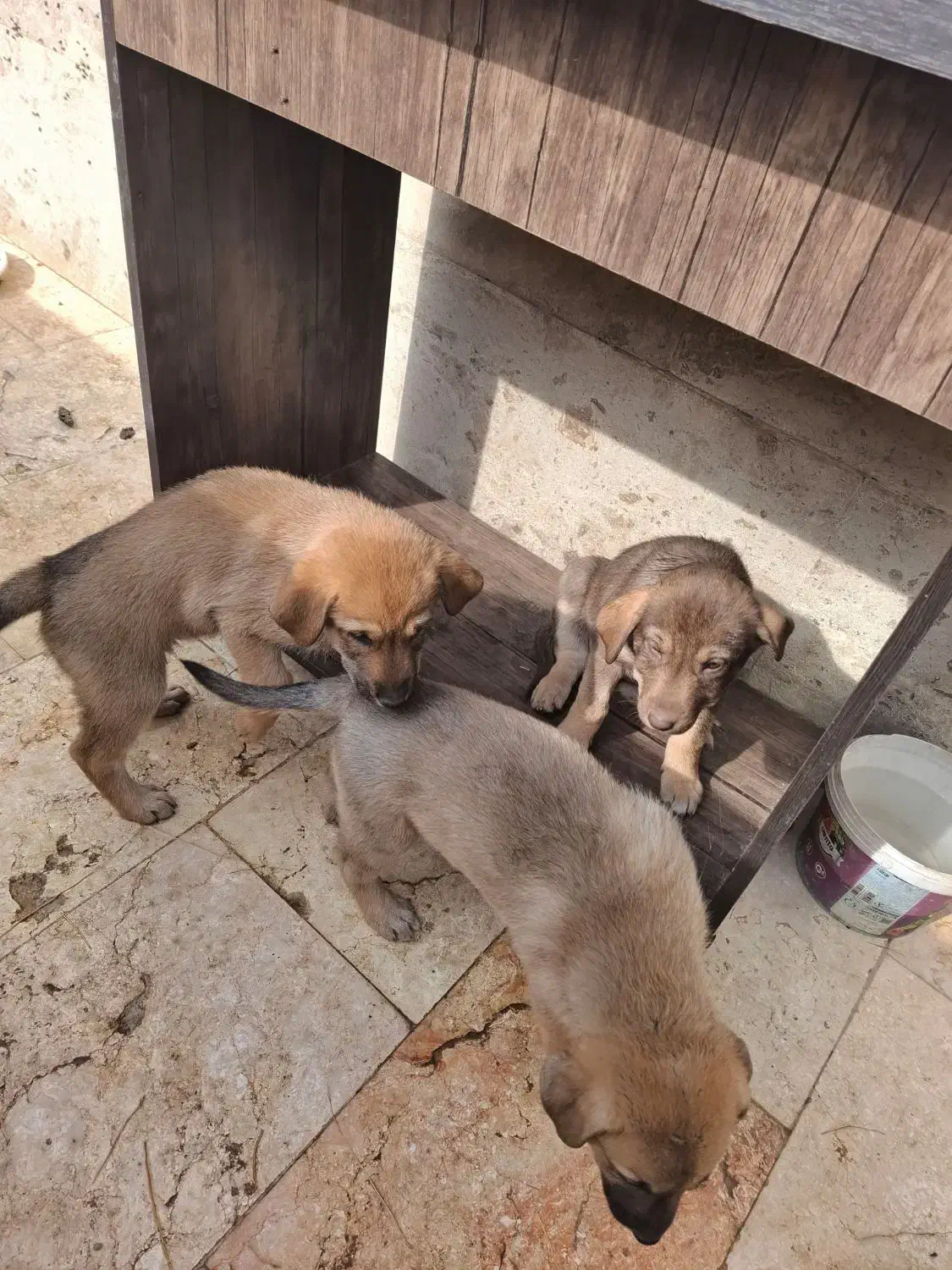 واگذاری رایگان سگ|سگ|اندیشه, اندیشه فاز ۵|دیوار