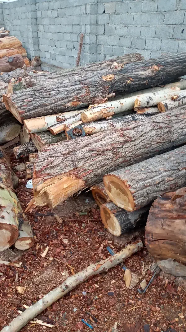 خرید چوب و هرس|خدمات باغبانی و درختکاری|چهارباغ, |دیوار