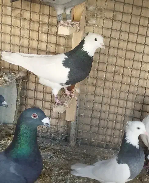 یه جفت کبوتر کفتر طوق سیاه بازیکن هنر دار|پرنده|شیراز, شهرک مهدیه|دیوار