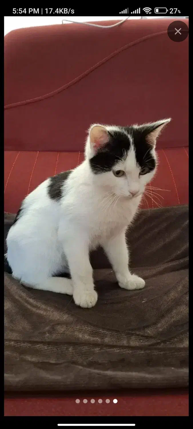 بچه گربه 4 ماهه|گربه|تهران, شهرک آزمایش|دیوار