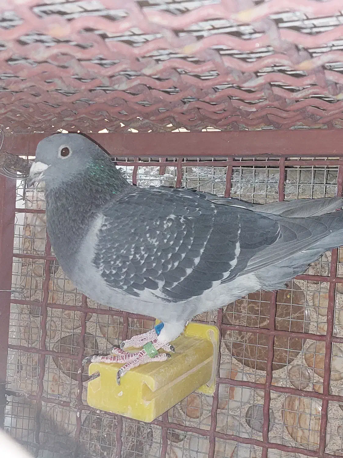 کبوتر اردن مسافتی|پرنده|محمدشهر, همایون ویلا|دیوار