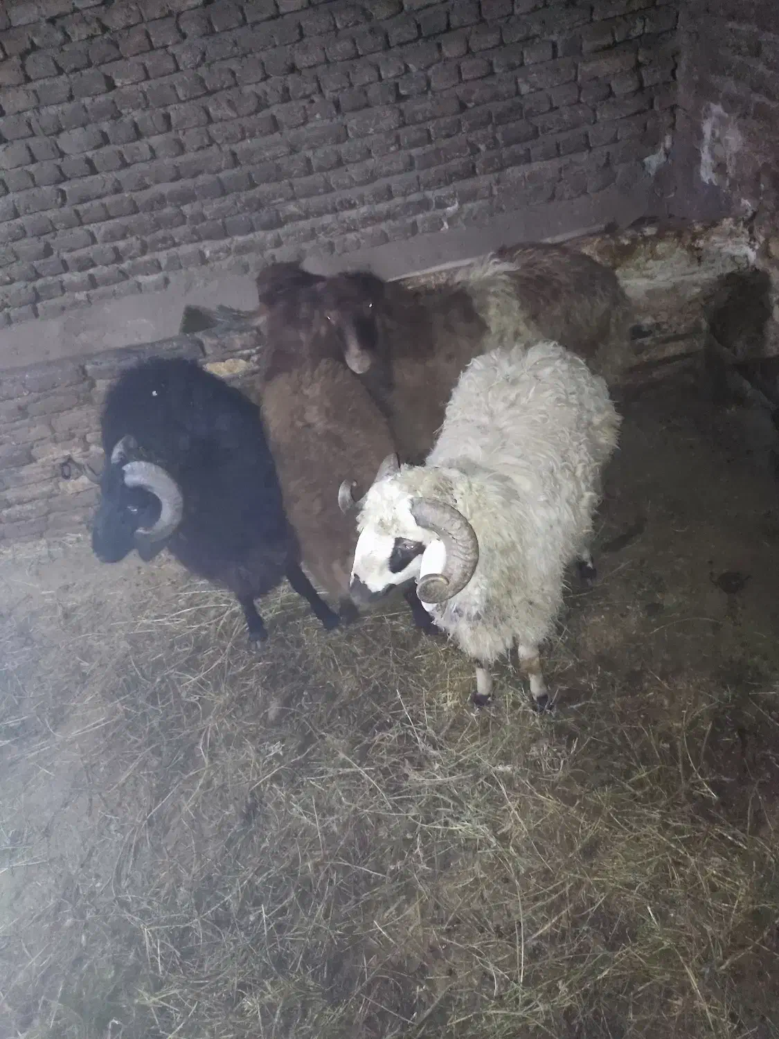 فروش چهار عدد تخلی گوشتی|حیوانات مزرعه|ایواوغلی, |دیوار