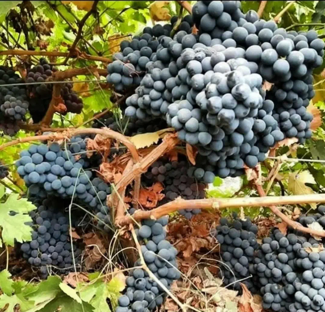 نهال انگور سیاه دیمی سردشت|خدمات باغبانی و درختکاری|سنندج, |دیوار