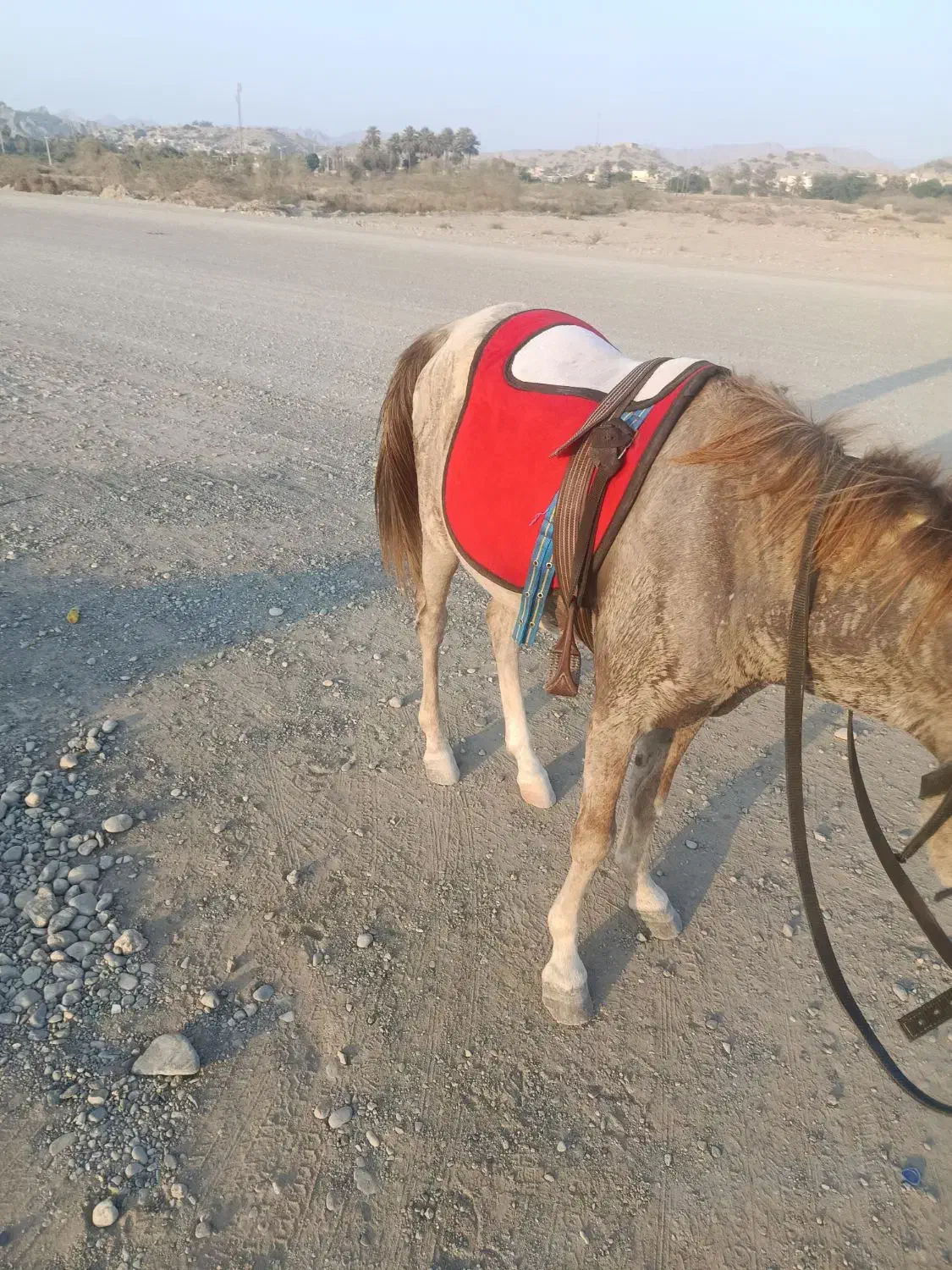 نریان کورد|اسب و تجهیزات اسب‌سواری|میناب, |دیوار