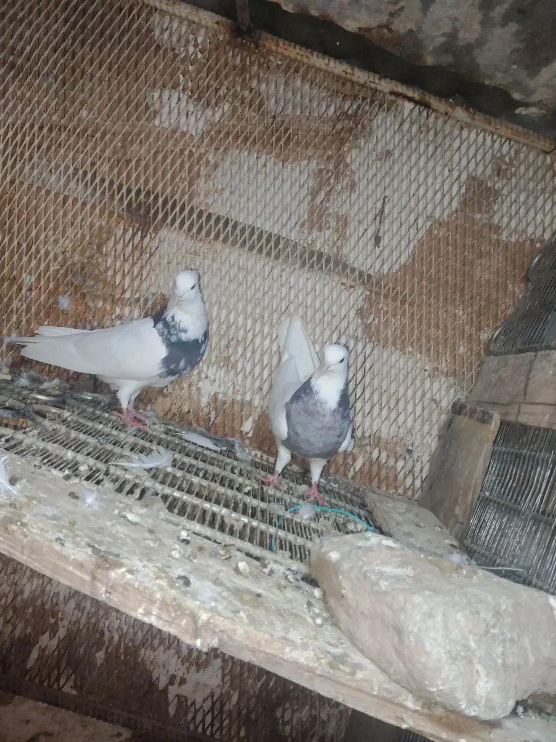 کبوتر طوقی|پرنده|مسجد سلیمان, |دیوار