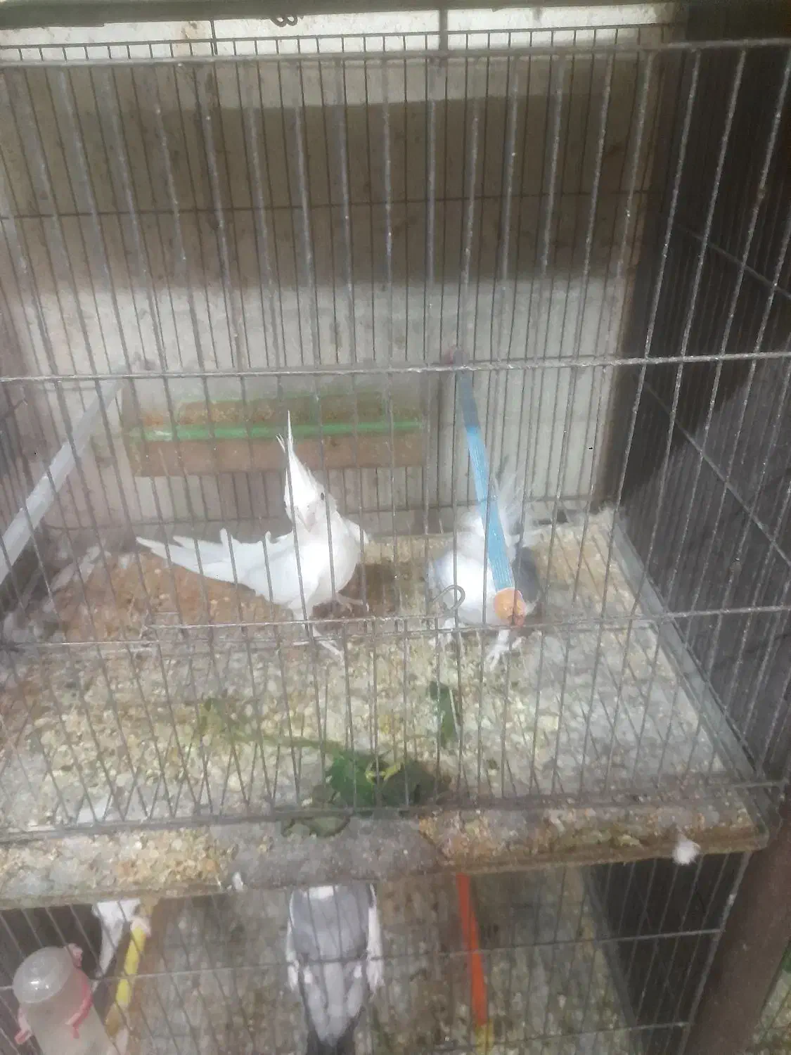 عروس هلندی در همه نژاد|پرنده|باسمنج, |دیوار