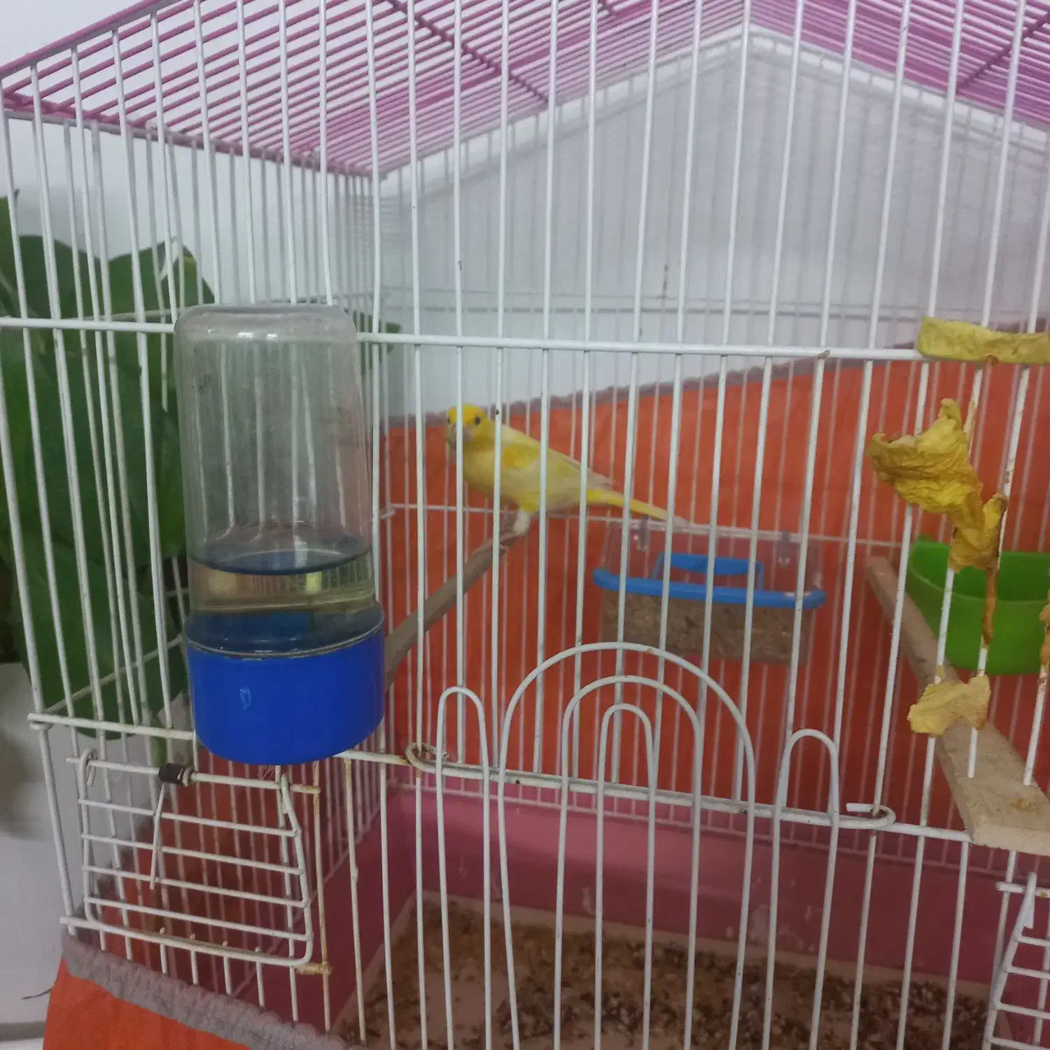 قناری نر|پرنده|نسیم‌شهر, |دیوار