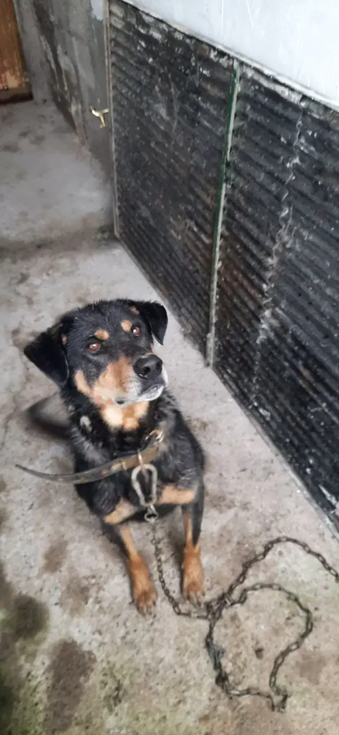 سگ نکهبان|سگ|اسلامشهر, شهرک محمدیه|دیوار