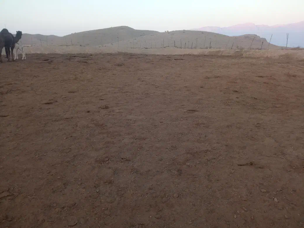 کود شتر|خدمات باغبانی و درختکاری|حاجی آباد, |دیوار