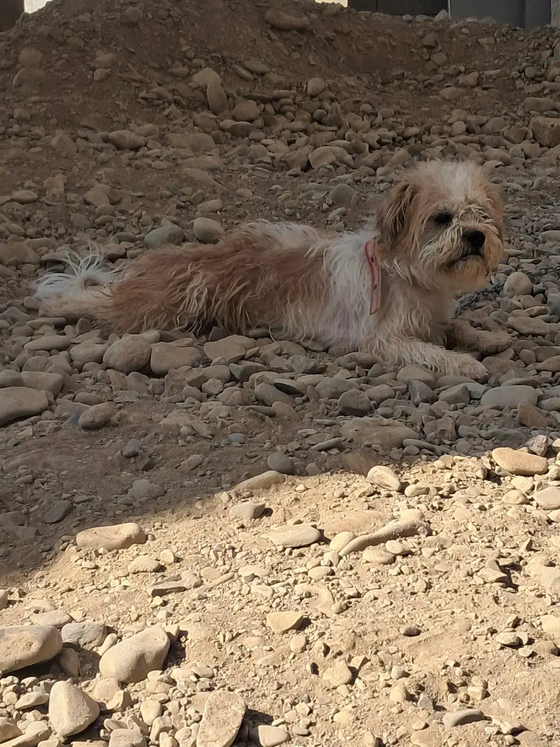 سگ ترییر قیمت ۱۴۰۰|سگ|فردیس, شهرک ناز|دیوار