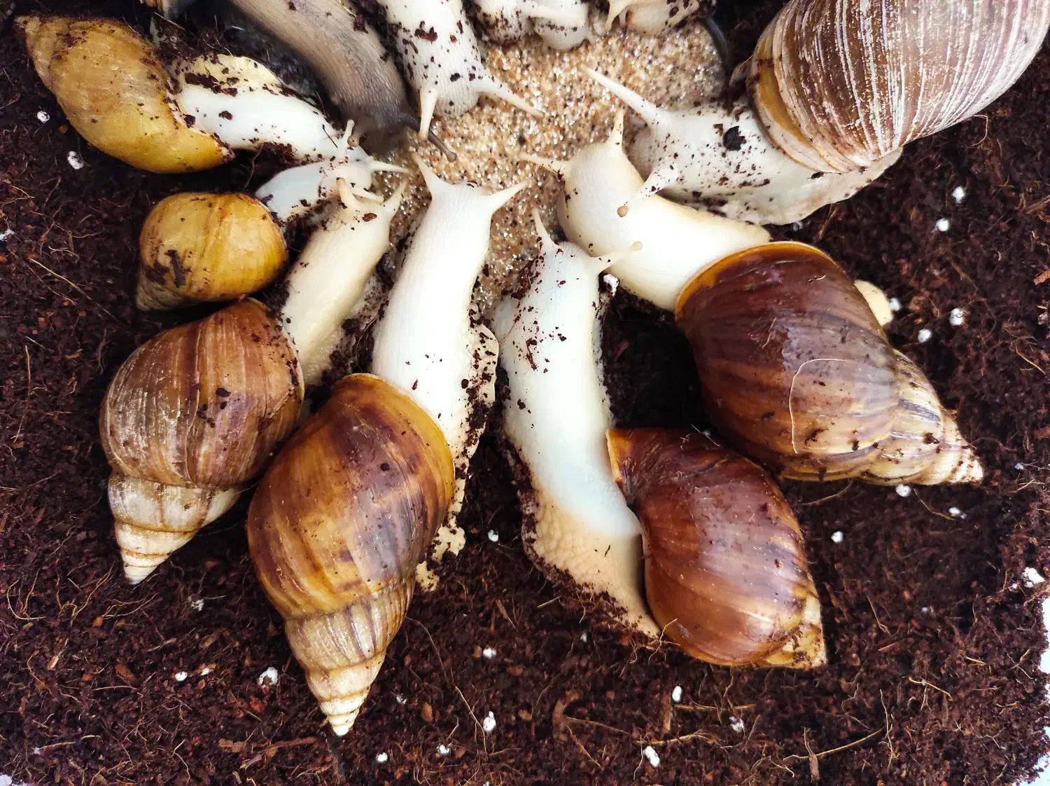 حلزون آچاتینا جید مولد|خزنده|اصفهان, چشمه باقرخان|دیوار