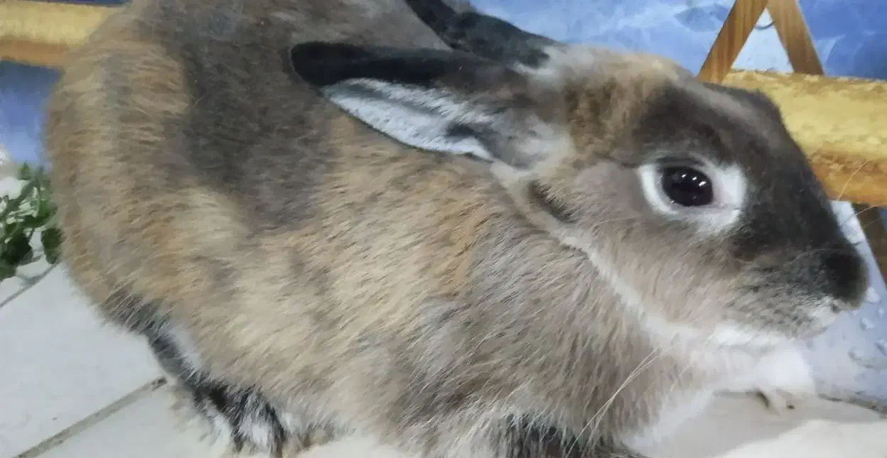 خرگوش ماده جرسی|موش و خرگوش|سراوان, |دیوار