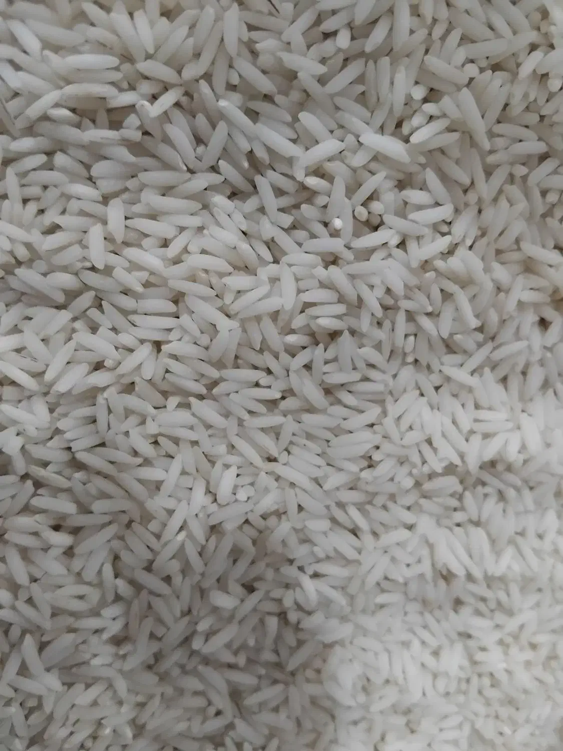 برنج هاشمی گیلان، سرزمین تالش|خوردنی و آشامیدنی|لوندویل, |دیوار