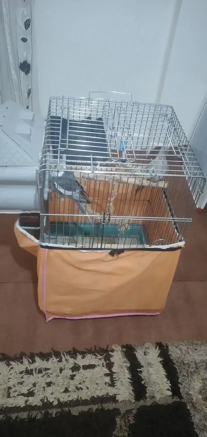 فروش ۲ عدد نر و ماده عروس هلندی باقفس بزرگ|پرنده|تهران, کوی نصر مهرآباد|دیوار
