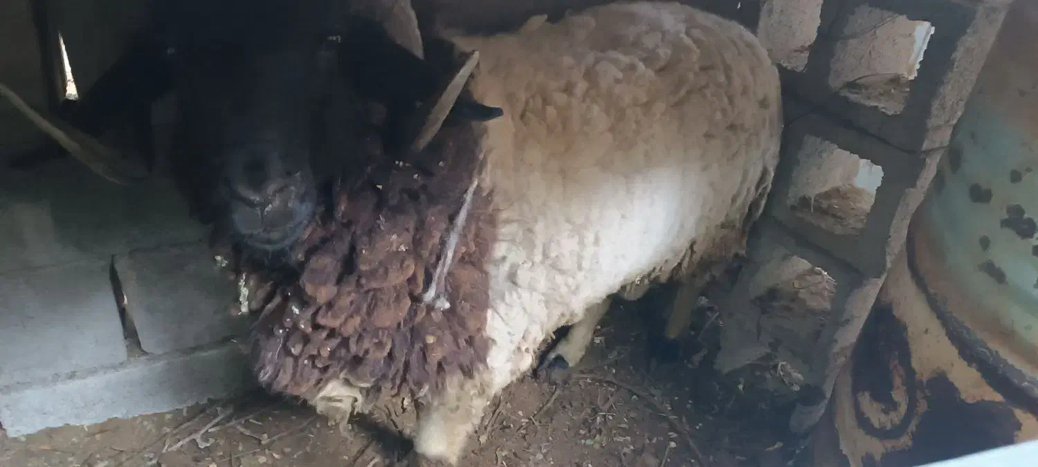 یک عدد بره|حیوانات مزرعه|دهبکری, |دیوار