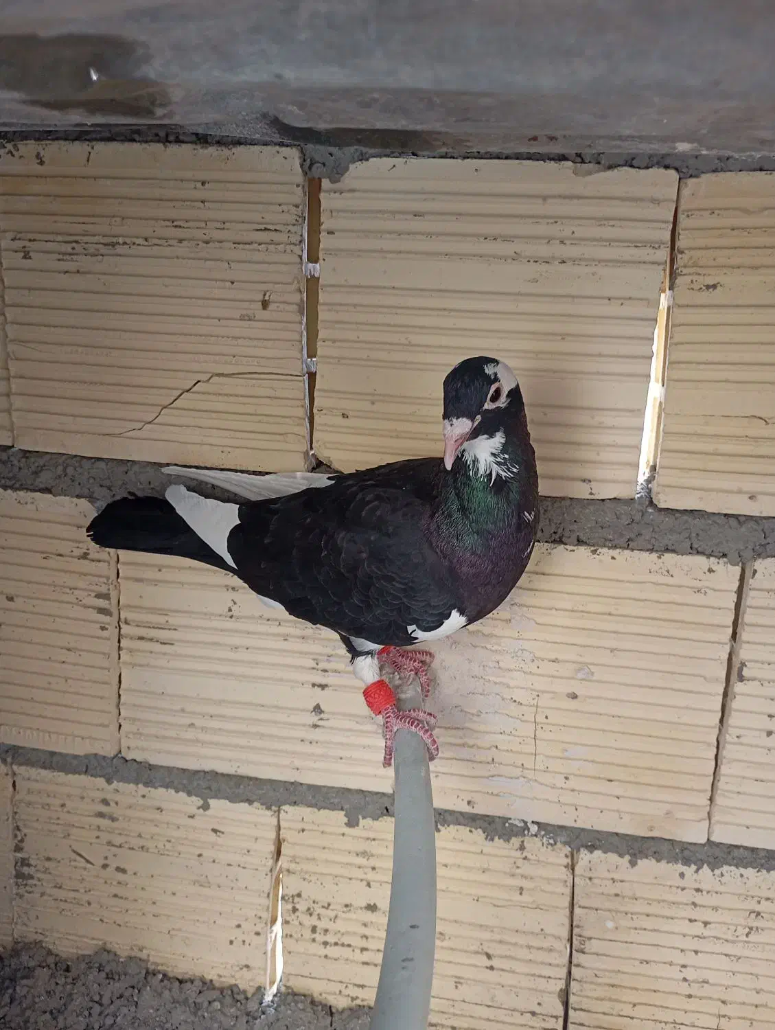 کفتر کبوتر|پرنده|بومهن, |دیوار