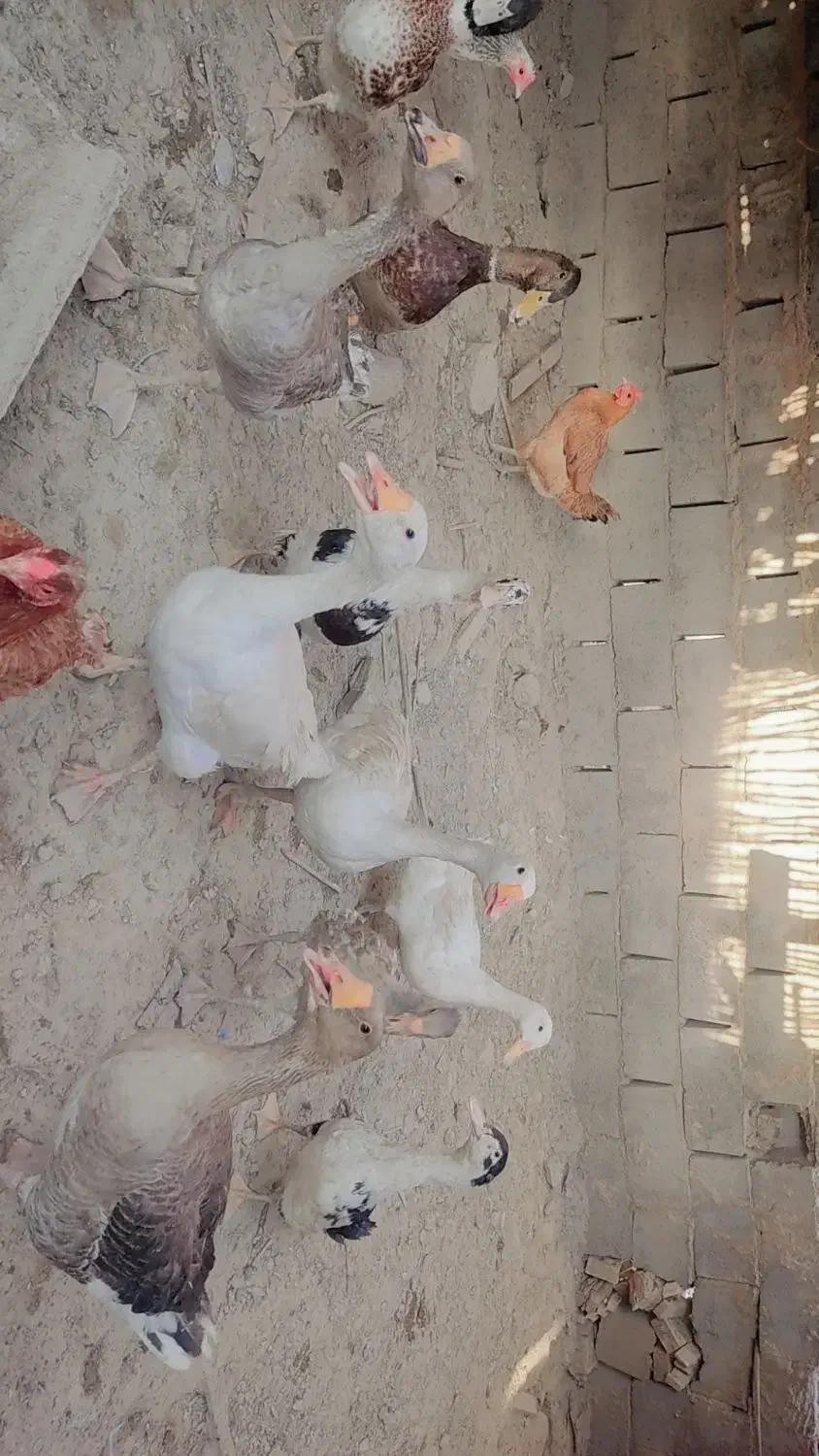 بت و اردک|حیوانات مزرعه|هیرمند, |دیوار