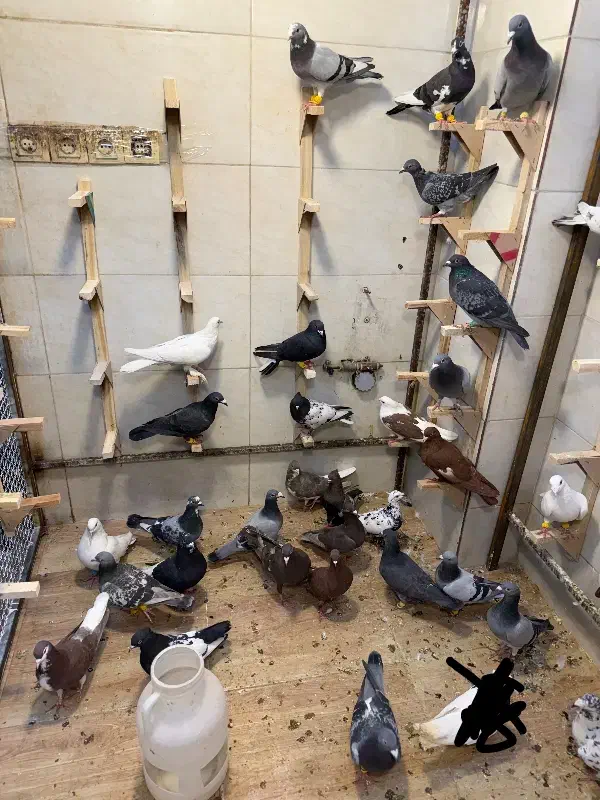 کفتر بیرونی|پرنده|شیراز, بازار|دیوار