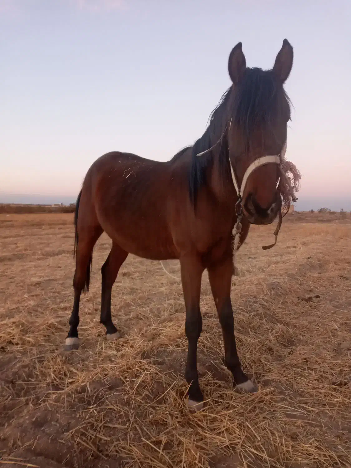 اسب|اسب و تجهیزات اسب‌سواری|دشتابی, |دیوار