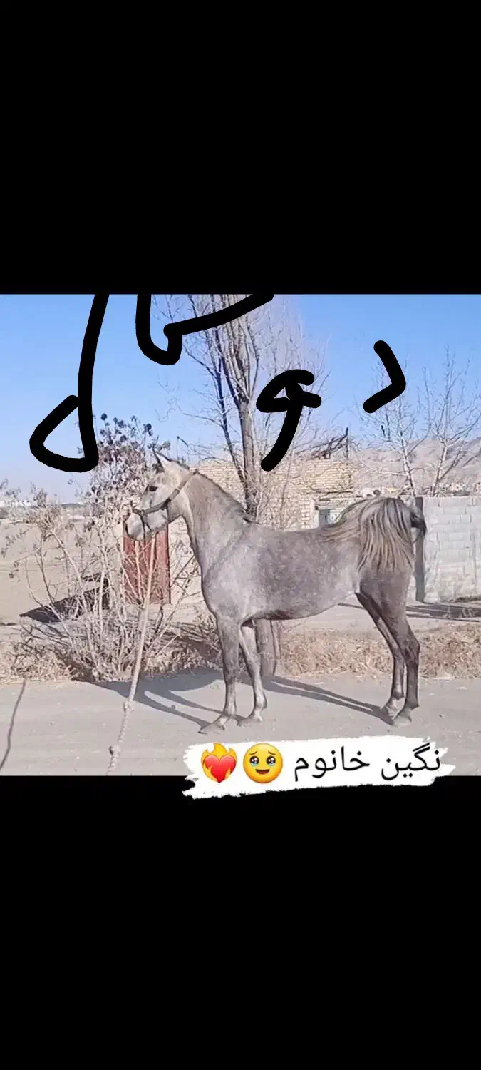 مادیان درهشور ۴ ساله شجره دار|اسب و تجهیزات اسب‌سواری|خمینی‌شهر, |دیوار