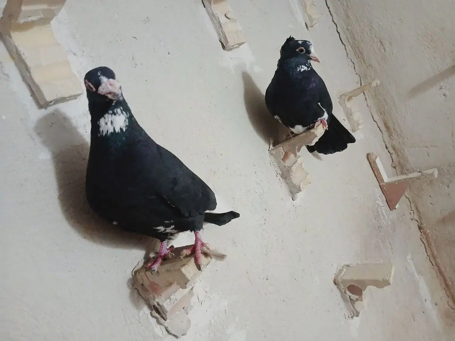 نرماده سیاه پلنگ خوشگل کبوتر کفتر|پرنده|کرمان, |دیوار