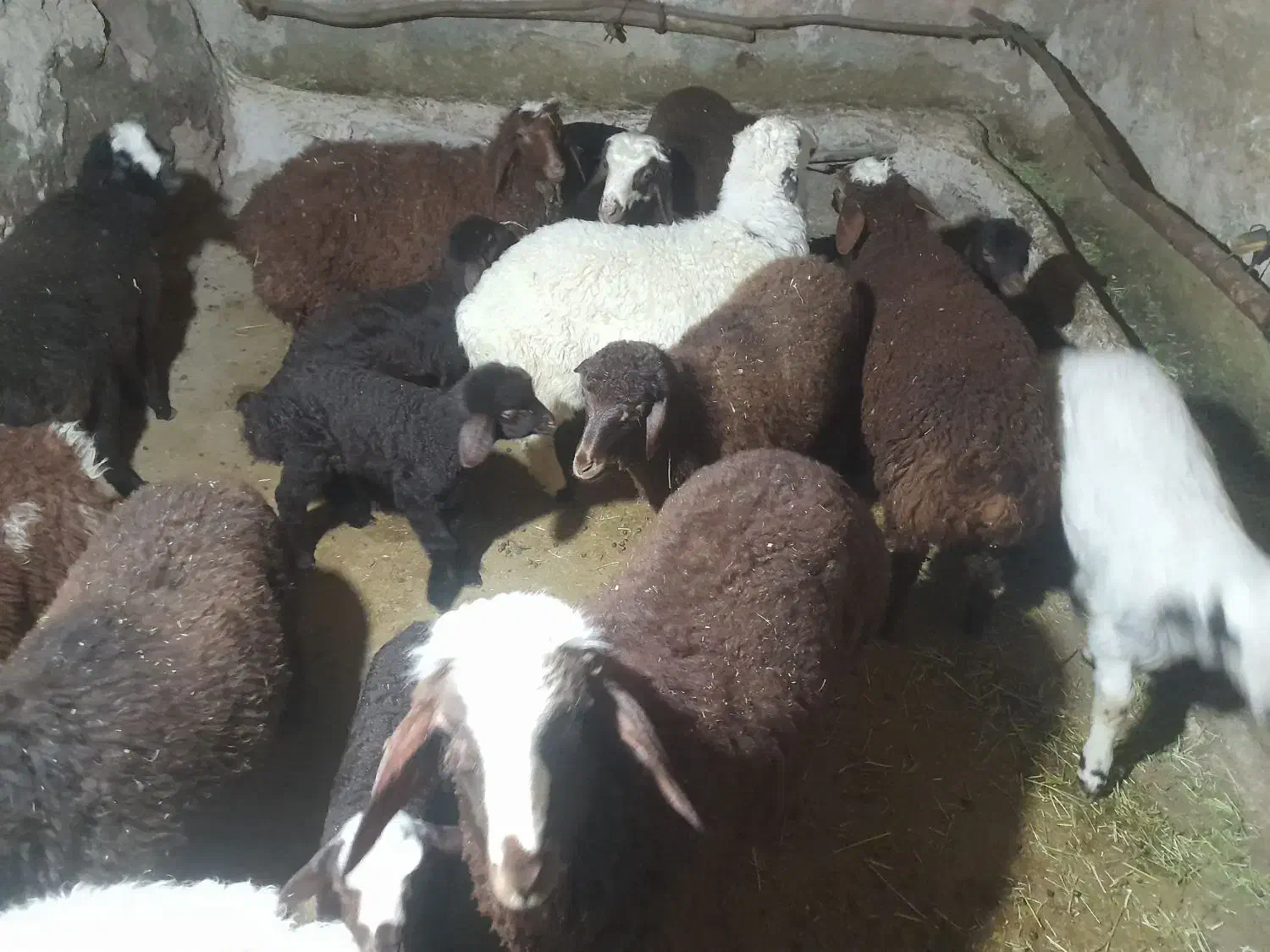 بره  شیری|حیوانات مزرعه|فیروزآباد (لرستان), |دیوار