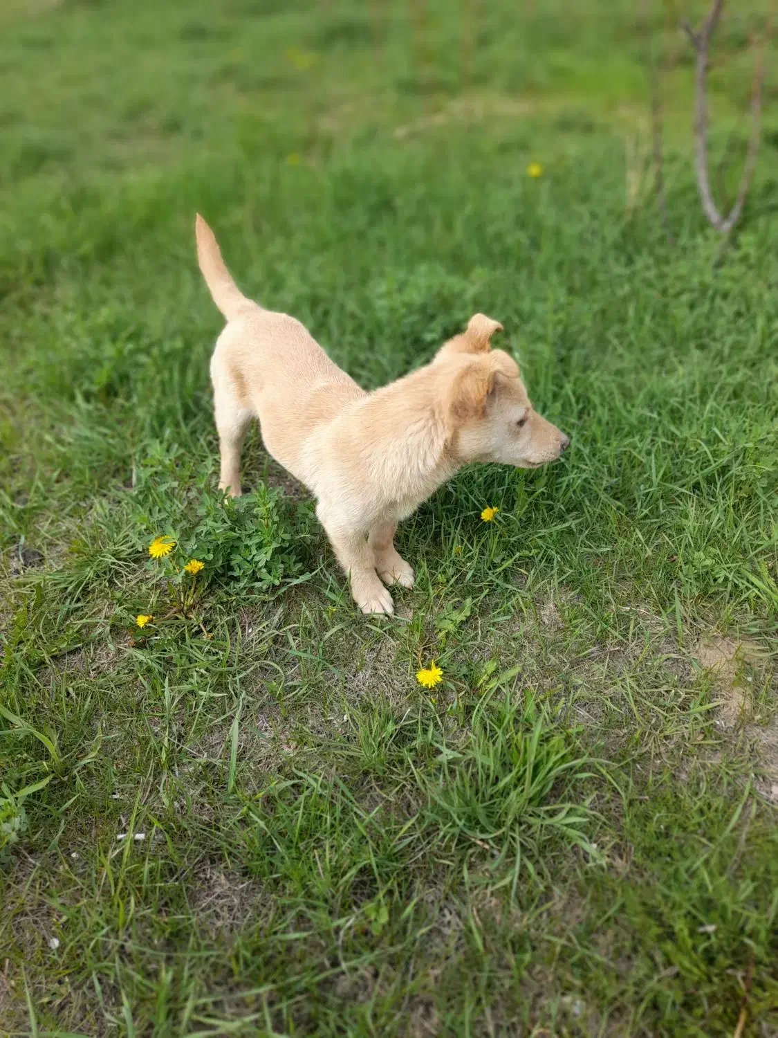 گوش تیز|سگ|اسفراین, |دیوار