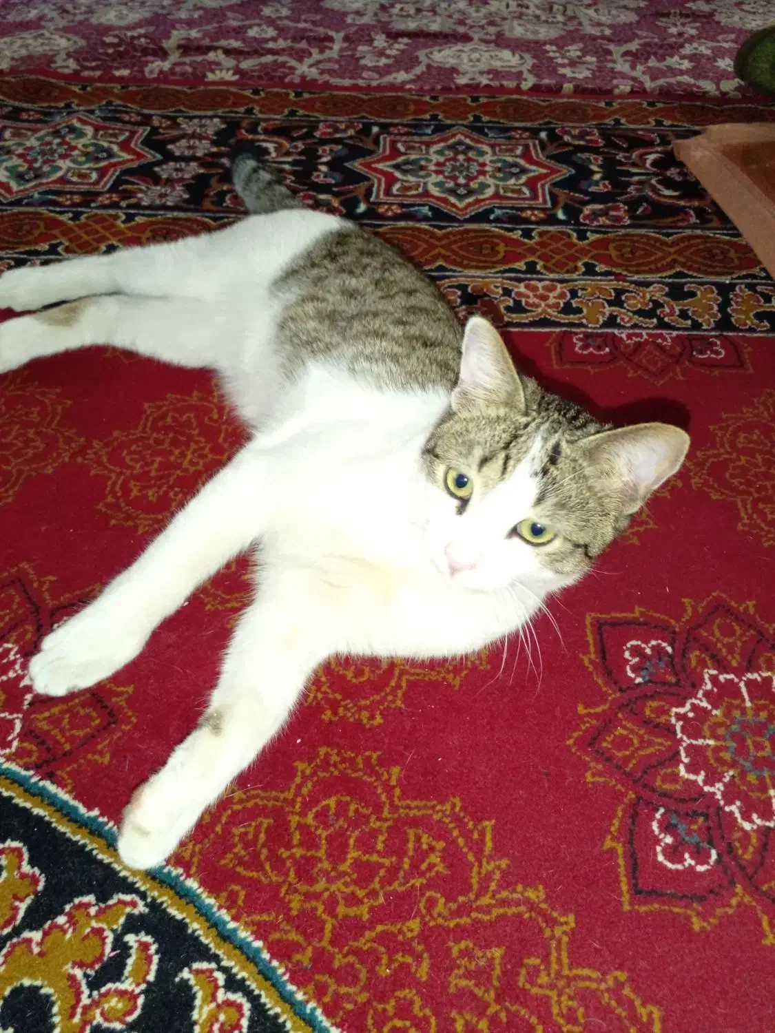 گربه خونگی|گربه|قزوین, |دیوار