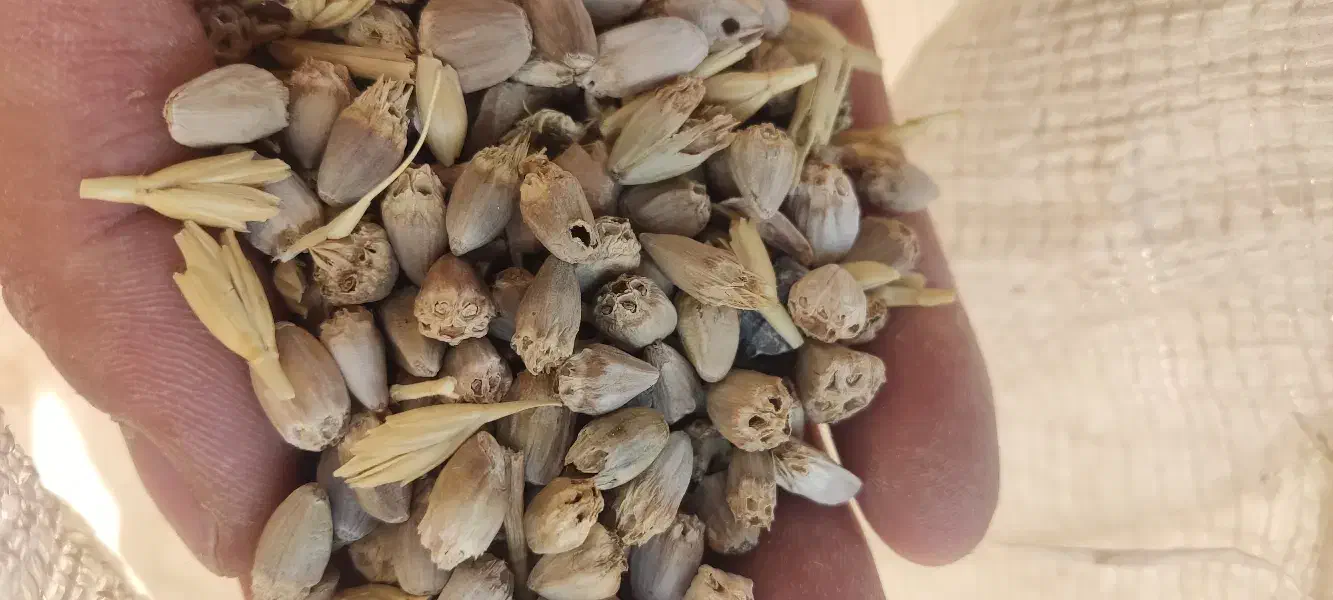 بذر کنگر وحشی|عمده‌فروشی|چادگان, |دیوار