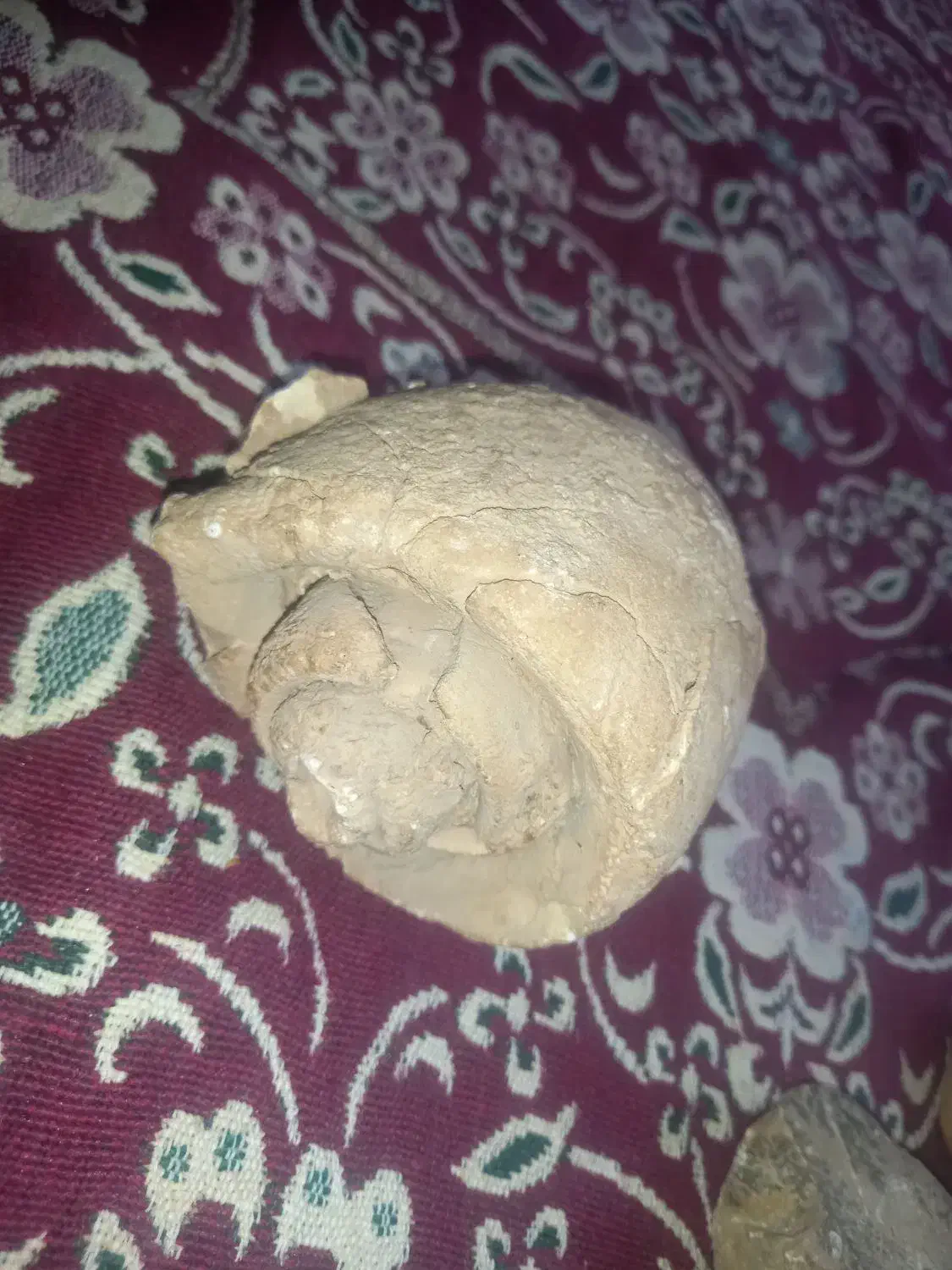 فسیل|کلکسیون اشیاء عتیقه|جیرفت, |دیوار