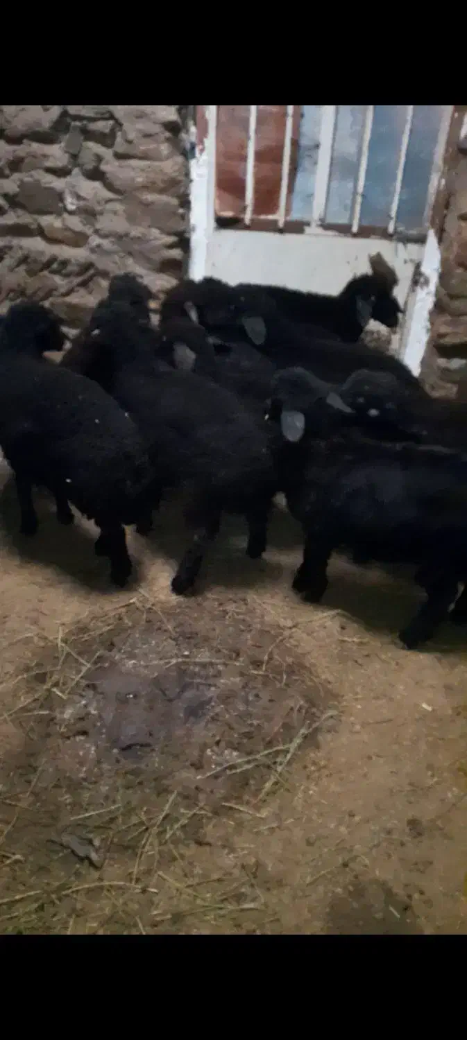 ده راس بره نر|حیوانات مزرعه|شادیان, |دیوار