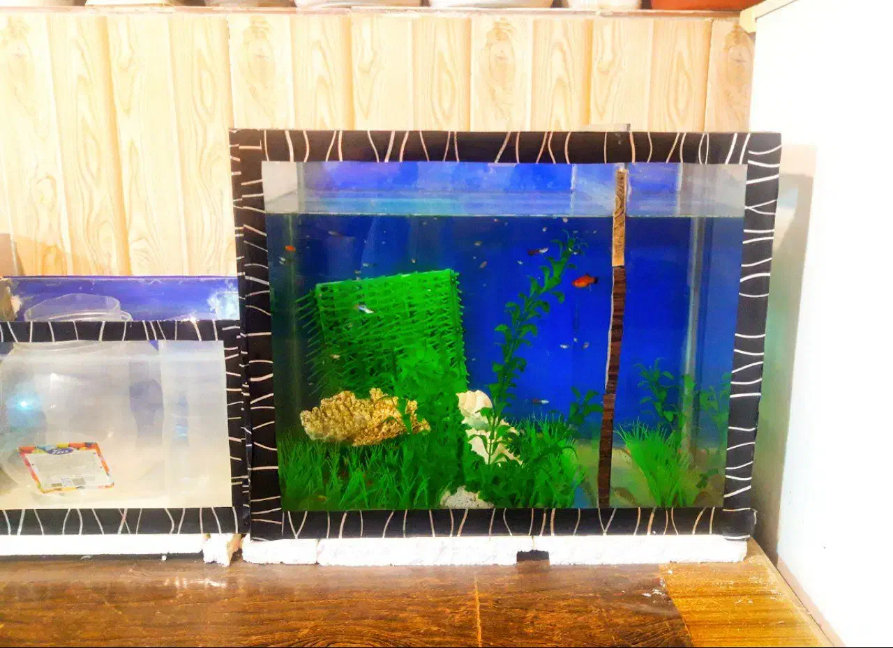 اکواریوم|ماهی|تویسرکان, |دیوار