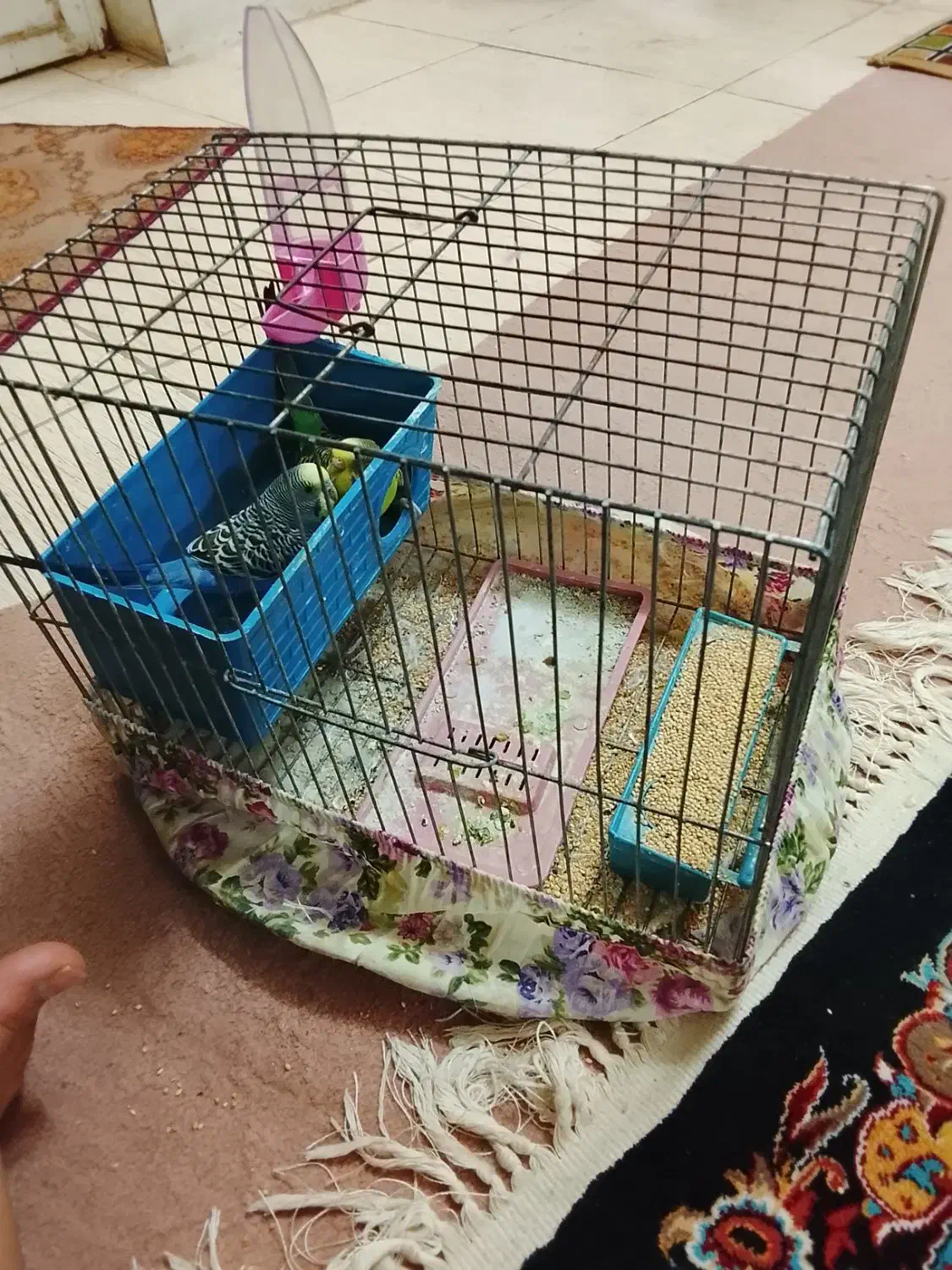 مرغ عشق|پرنده|اردکان, |دیوار