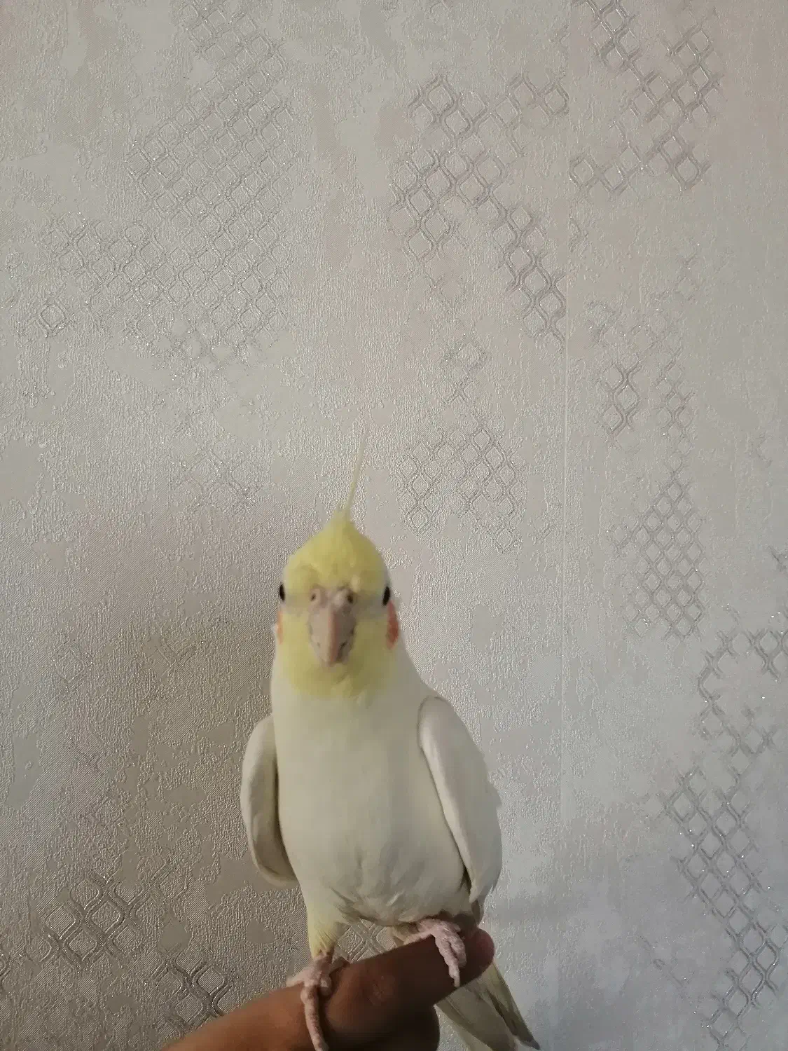 فروش عروس هلندی نر|پرنده|صدرا-فارس, فاز ۱|دیوار