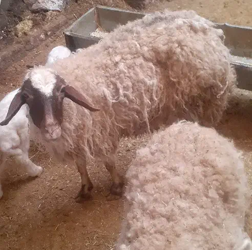 گوسفند|حیوانات مزرعه|کرمانشاه, |دیوار