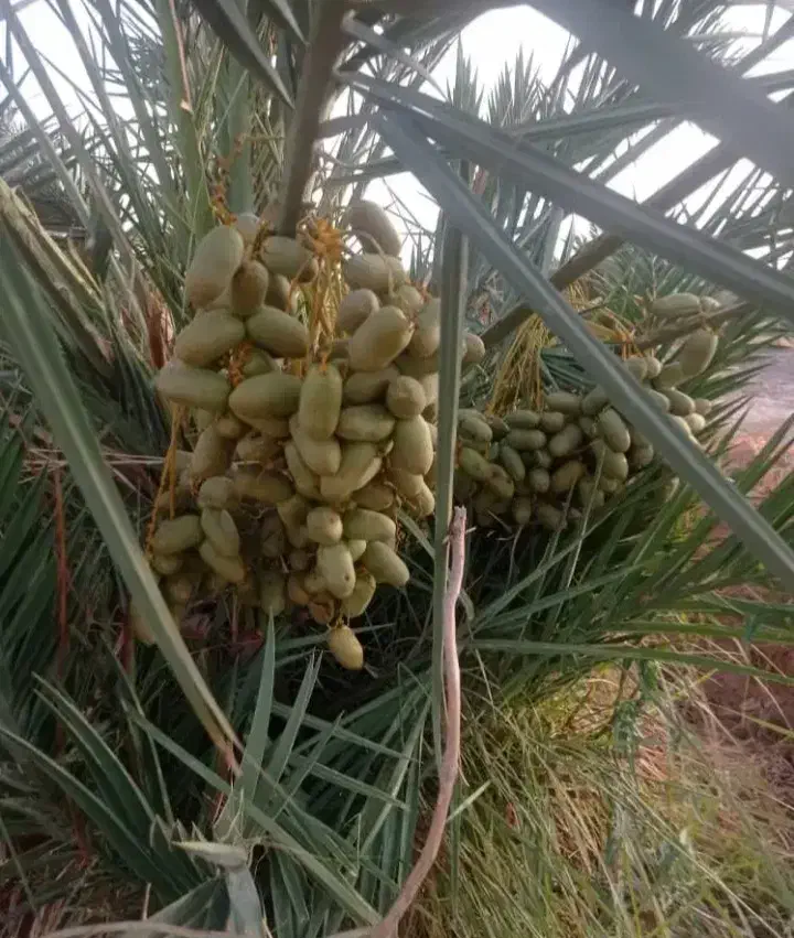 حراج|موبایل|رودان, |دیوار