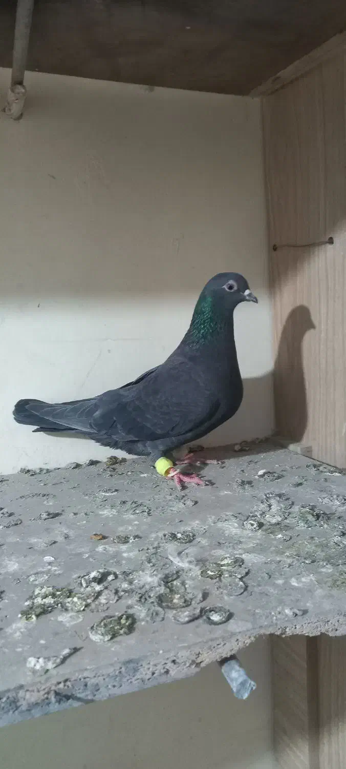 زیل ماده|پرنده|قزوین, |دیوار